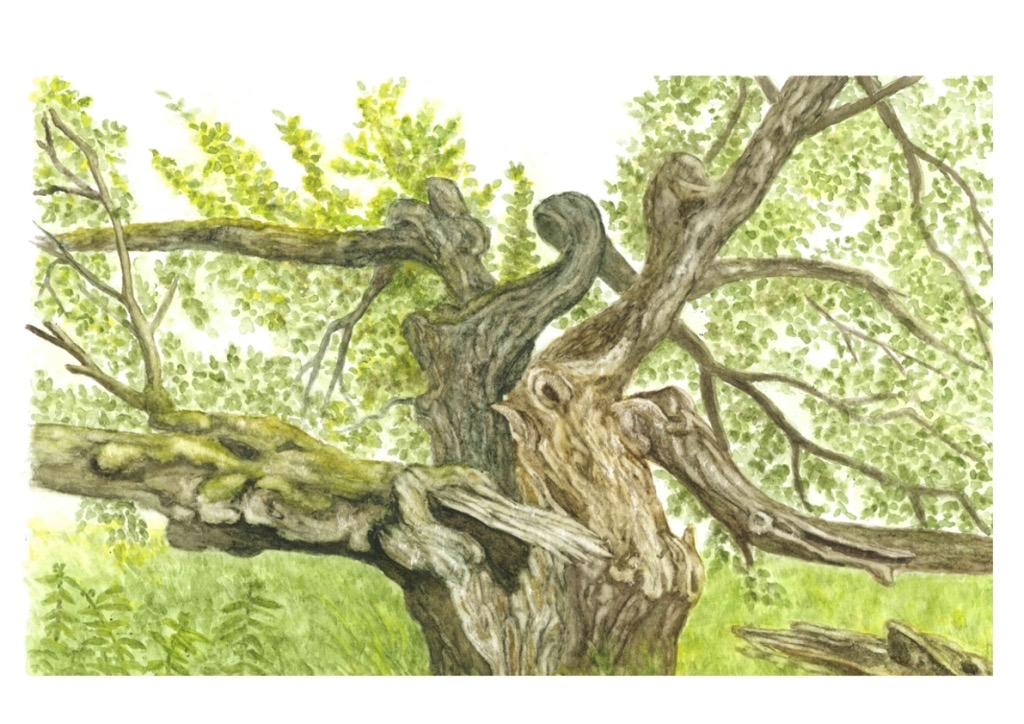 Baum_03.jpg
