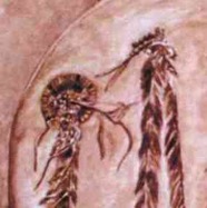 Indigene_14 Ausschnitt.jpg