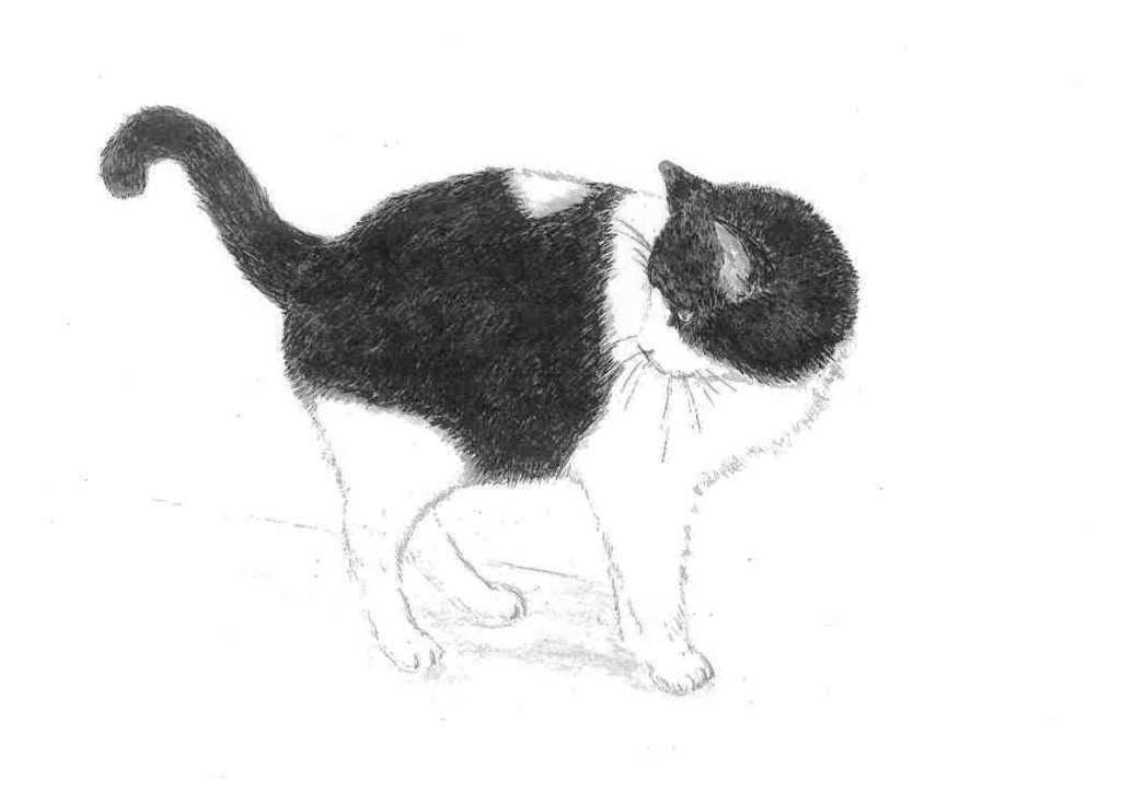Katze_02.jpg